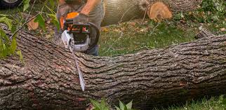 How Our Tree Care Process Works  in  Cambridge, NE