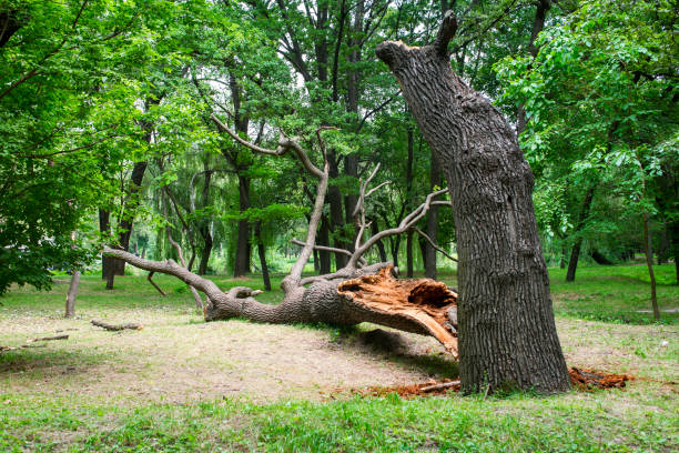Reliable Cambridge, NE Tree Care Solutions