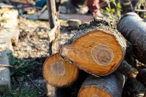 Best Storm Damage Tree Cleanup  in Cambridge, NE