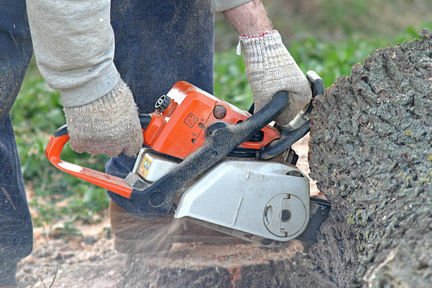 Best Arborist Consultation Services  in Cambridge, NE